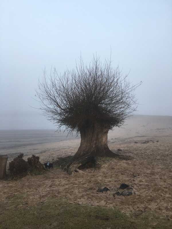 Eine alte knorrige Weide am Strand von Nimwegen