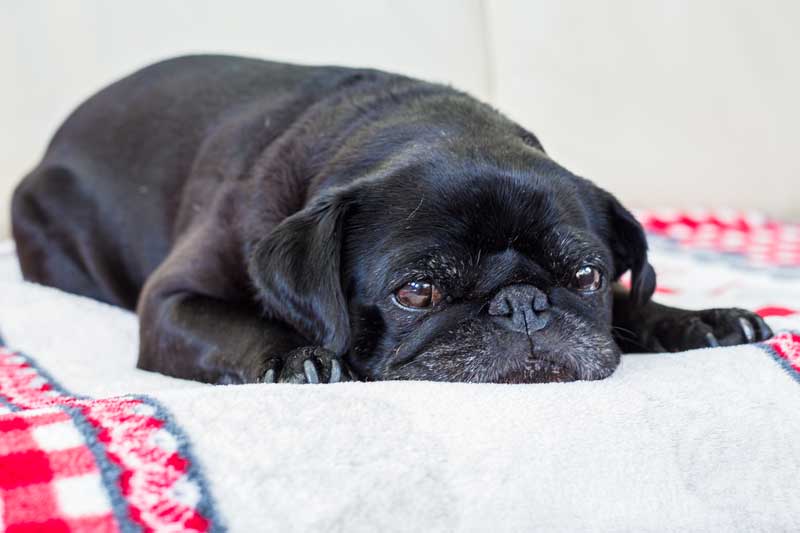 Mops Herr Schmidt liegt lieber auf der Couch, als Wassergymnastik zu machen