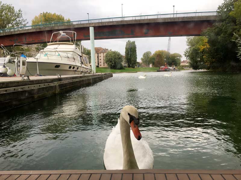 Neugieriger Schwan im Hafen von Chalon-sur-Saône