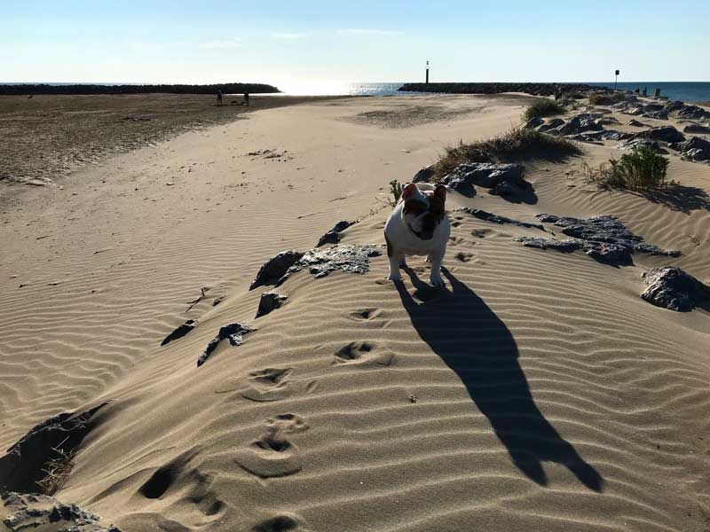 Lange haben wir nach dem perfekten Bulldog Beach gesucht - hier ist er