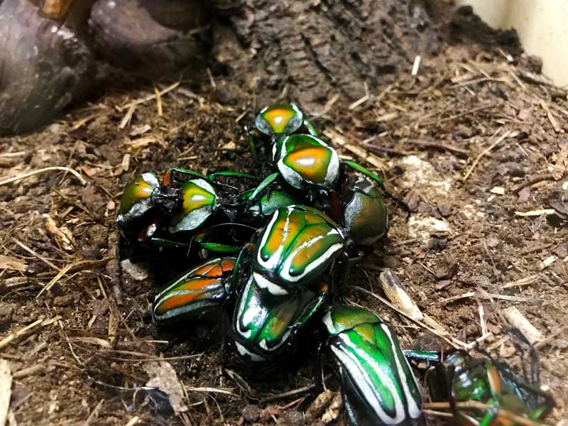 Das Insektarium in der Zitadell von Besançon ist sehr interessant, hier Käfer