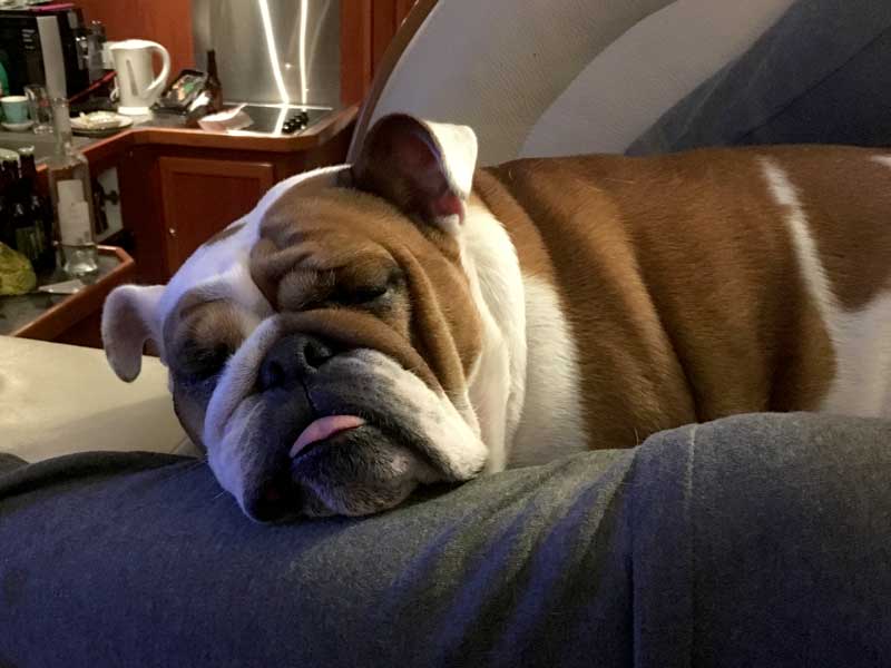 Bulldogge Lisbeth schläft tief und fest