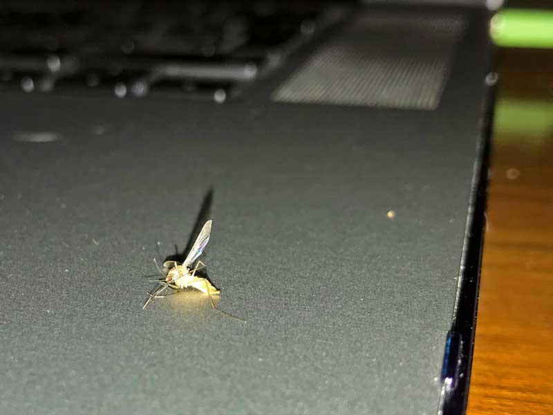 Tote Stechmücke auf meinem MacBook