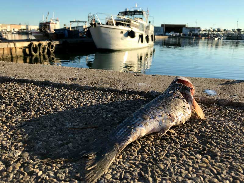 Im Fischereihafen von Le Grau-du-Roi liegen viele tote Fische herum