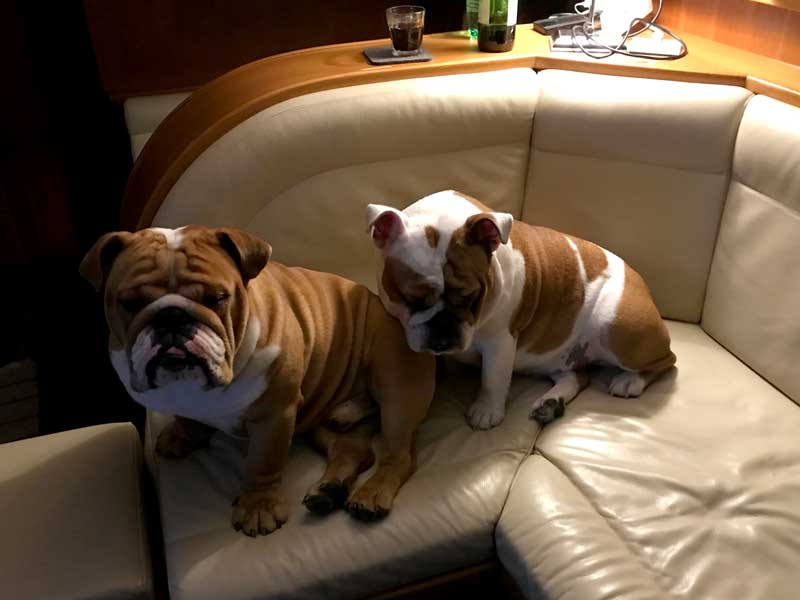 Die Bulldoggen auf der Couch: Xabi und Lisbeth