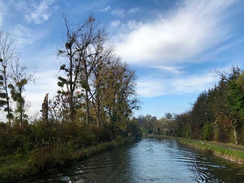 Misteln in den Bäumen am Canal du Rhône au Rhin bei Fesches-le-Chatel