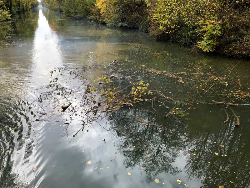 Mitten in der Fahrrinne treiben etliche dichte Teppiche aus Gestrüpp