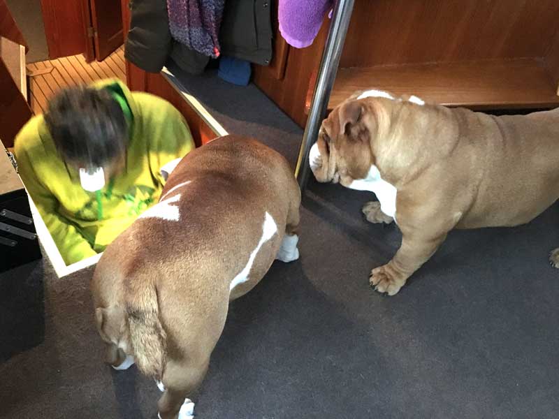 Die Bulldoggen interessieren sich ebenfalls für unsere technischen Probleme
