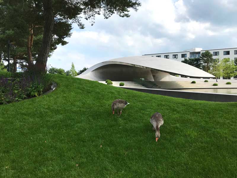 Der Porsche Pavillon in der Autostadt von VW Wolfsburg hat ein dynamisch geschwungenes, freischwebendes Dach. Im Vordergrund zwei grasende Gänse im Gras