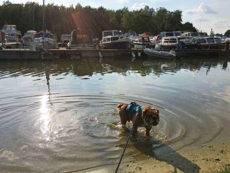 Bulldog Xabi genießt den kleinen Strand in der Marina Flaesheim