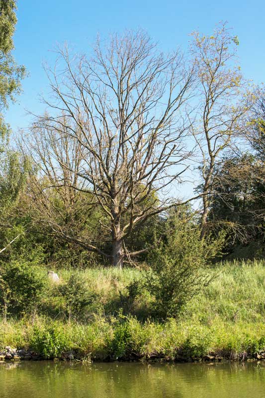 Großes Giebelmoor in Niedersachsen: In der offenkundig sehr sumpfigen Landschaft stehen viele tote Bäume entlang des Mittellandkanals