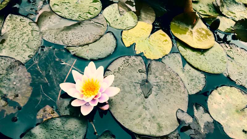 Blühende Seerose im Yachthafen MYC Minden