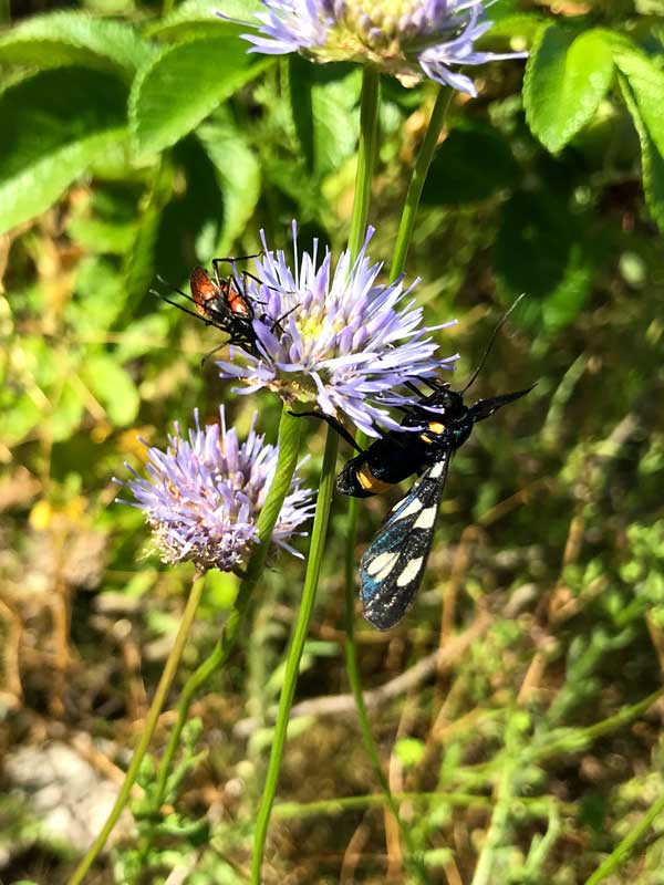 Auf einer lilafarbenen Blüte sitzen ein Falter sowie zwei sich paarende Käfer