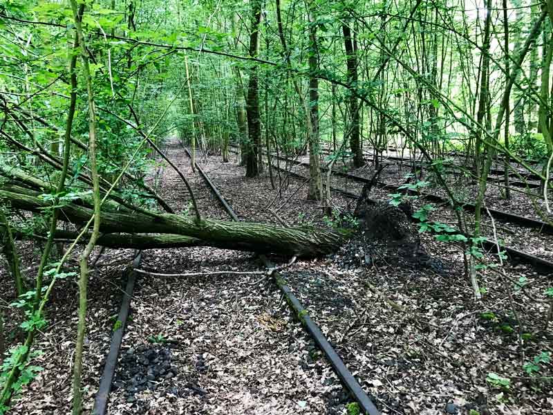 In Hiltrup bei Münster sind die alten Gleisanlagen völlig vom Wald überwuchert