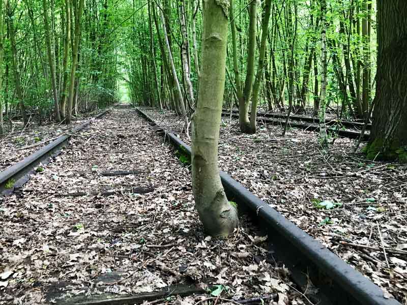 In Hiltrup bei Münster sind die alten Gleisanlagen völlig vom Wald überwuchert