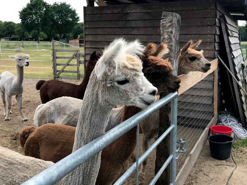 Frisch geschorene Lamas gucken über ein Gatter