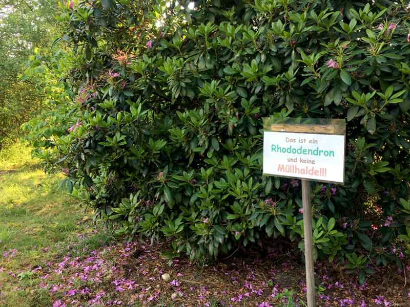Vor einem Rhododendron im Freizeitpark Flaesheim steht ein Schild mit der Aufschrift "Das ist ein Rhododendron und keine Müllhalde!!!"