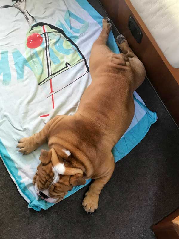 Die englische Bulldogge Xabi liegt auf ihrem nassen Handtuch und hat alle Viere von sich gestreckt