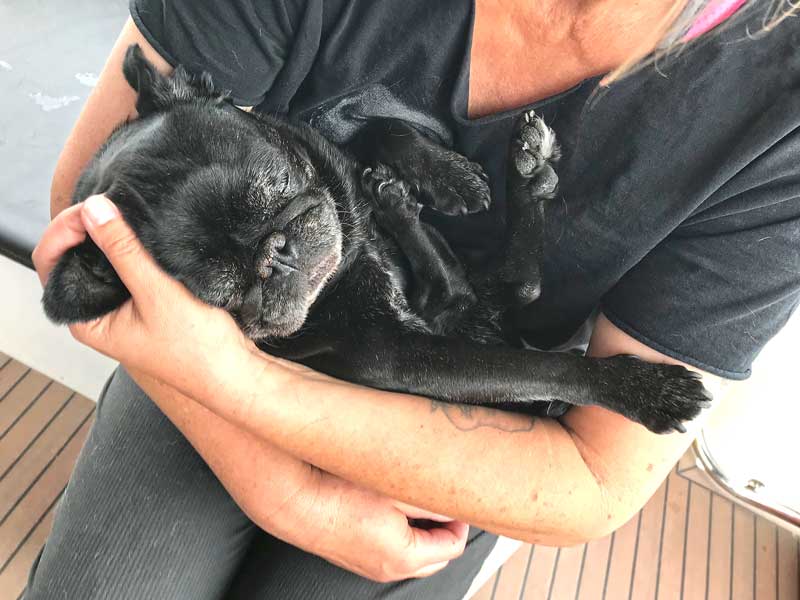 Der schwarze Mops liegt wie ein Baby auf dem Rücken auf meinem Schoß und hat die Augen geschlossen