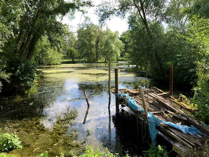 Blick übers Wasser in der Kliemsiedlung in Ketzin Havel; alles ist zugewuchert mit Weiden und Wasserpflanzen, vorne ein maroder Steg