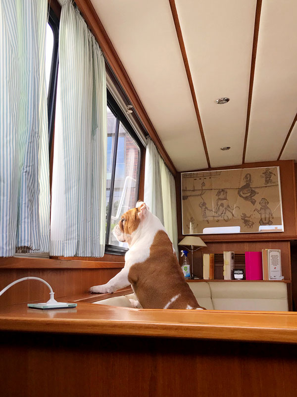 Die Bulldogge steht am Fenster und sieht nach draussen. Sie beobachtet ein Boot das neben uns am Wasserwanderrastplatz Werft in Brandenburg an der Havel einparkt.