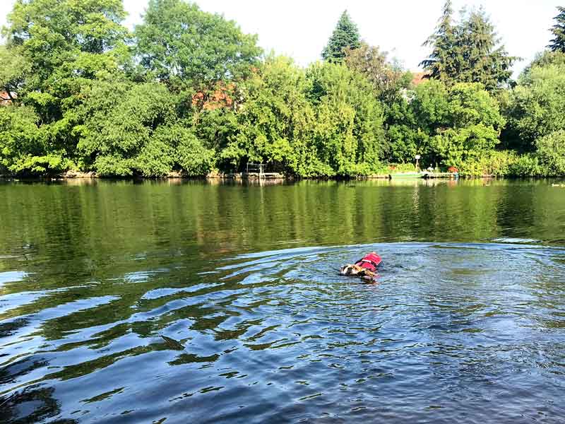 Der Hund schwimmt in der Havel in Brandenburg an der Havel mit Schwimmweste und Stock. Das gegenüberliegenden Ufer ist bewaldet.