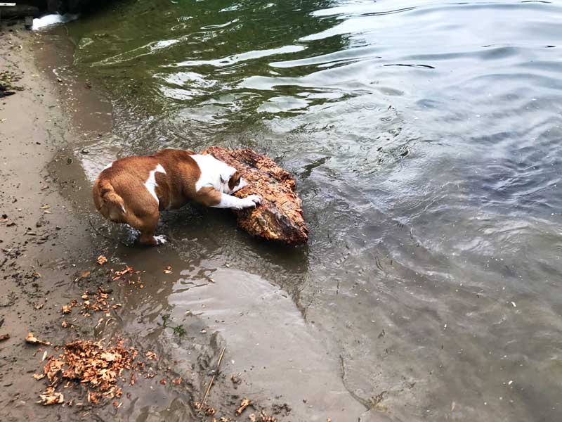Die englische Bulldogge zerkaut am Babelsberger Ufer des Tiefen Sees Potsdam ein riesiges Holzstück