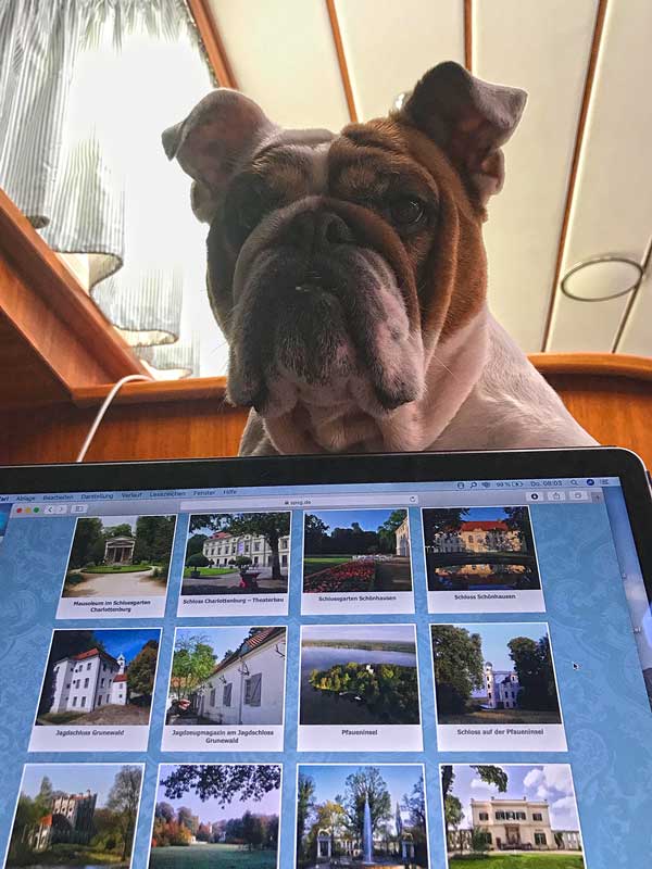 Bulldogge Lisbeth guckt von oben über Thomas Laptop, auf dem er sich gerade seine Ausflugsziele zusammenstellt
