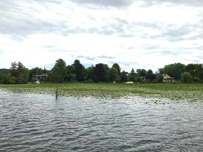 Eine riesige Fläche mit Seerosenblättern auf dem Wasser der Havel nahe Potsdam, Templiner Vorstadt