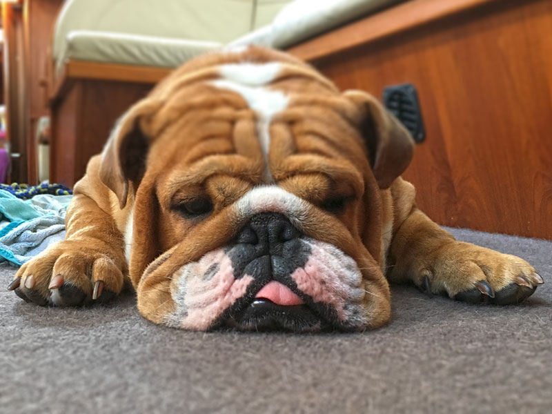 Die englische Bulldogge liegt auf dem Teppich im Salon unserer Yacht. Er schläft, und seine Zunge hängt ein wenig heraus.