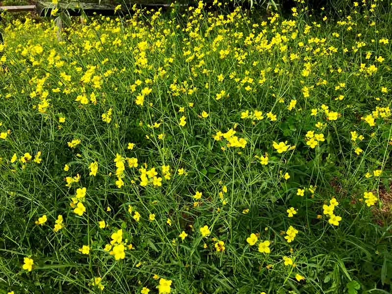 Ein Feld von gelb blühenden Rucola Pflanzen in Potsdam an der Havel