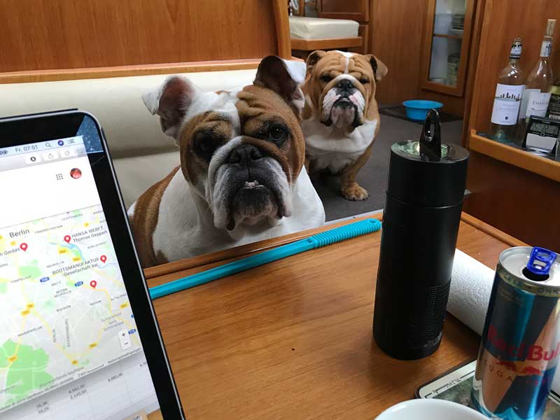 Zwei englische Bulldoggen beobachten mich während der Arbeit an einem Tisch in der Dinette im Boot