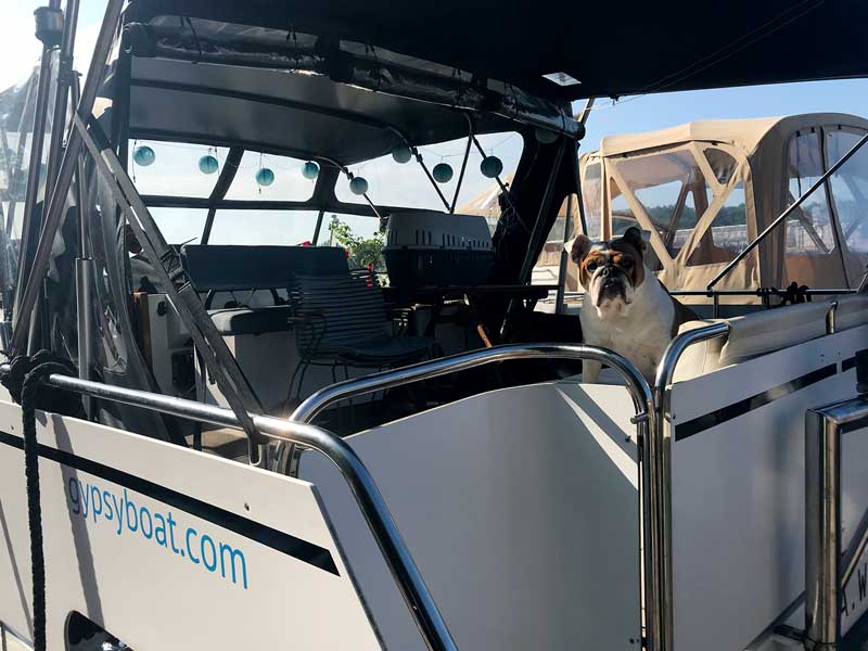 Die englische Bulldogge sitzt auf dem Boot und schaut wachsam in der Marina Rummelsburg in Berlin