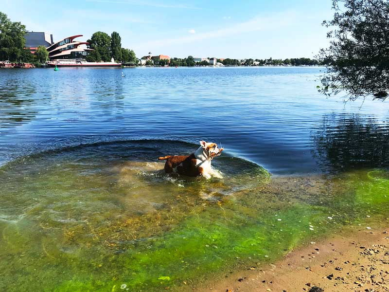 Die Englische Bulldogge spielt mit einem Stock im Wasser am Ufer des Tiefer See bei Potsdam
