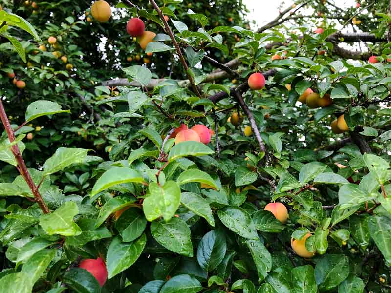 Zweige eines Aprikosenbaumes mit reifen rot gelben Aprikosen