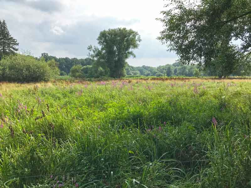 Blühende, sonnenbeschienene Wiese mit Bäumen in den Tiefwerder Wiesen an der Havel in Berlin Pichelsdorf