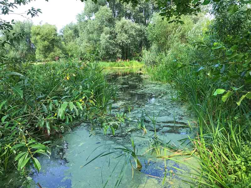 Schilfbewachsener Sumpfgraben in den Tiefwerder Wiesen an der Havel in Berlin Pichelsdorf