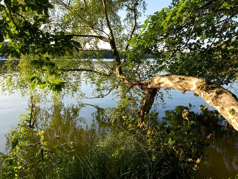 Eine umgestürzte Birke findet halt auf dem Grund des flachen Schmöldesees in den Teupitzer Gewässern, Brandenburg, südlich von Berlin