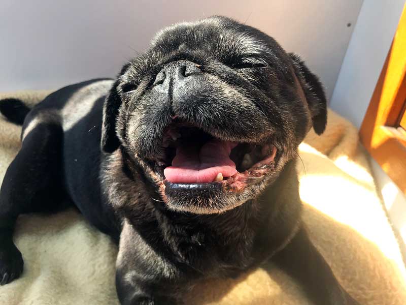 Der schwarze Mops hechelt aufgrund hoher Temperaturen