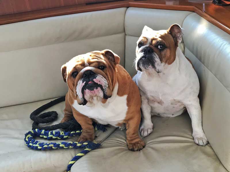 Zwei englische Bulldoggen sitzen auf der Bank und sehen nach oben zum Fotografen