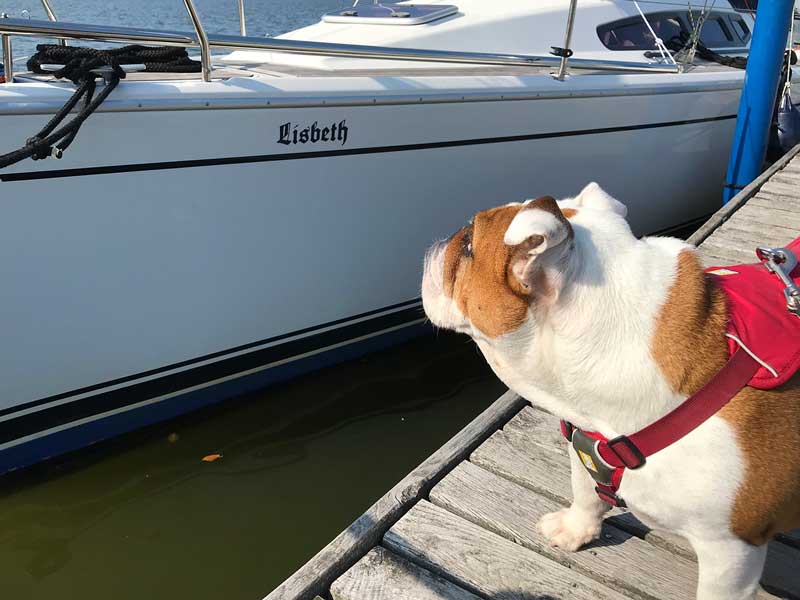 Die Englische Bulldogge namens Lisbeth steht auf dem Steg und schaut auf ein Segelboot namens Lisbeth