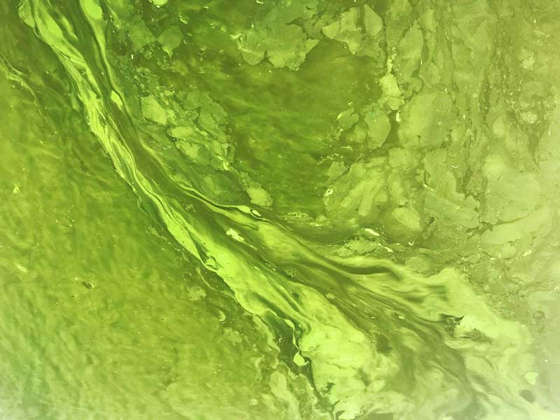 Grüne Schlieren auf der Wasseroberfläche aufgrund eines starken Befalls mit Blaualgen auf der Dahme bei Zeuthen, Brandenburg, südlich von Berlin