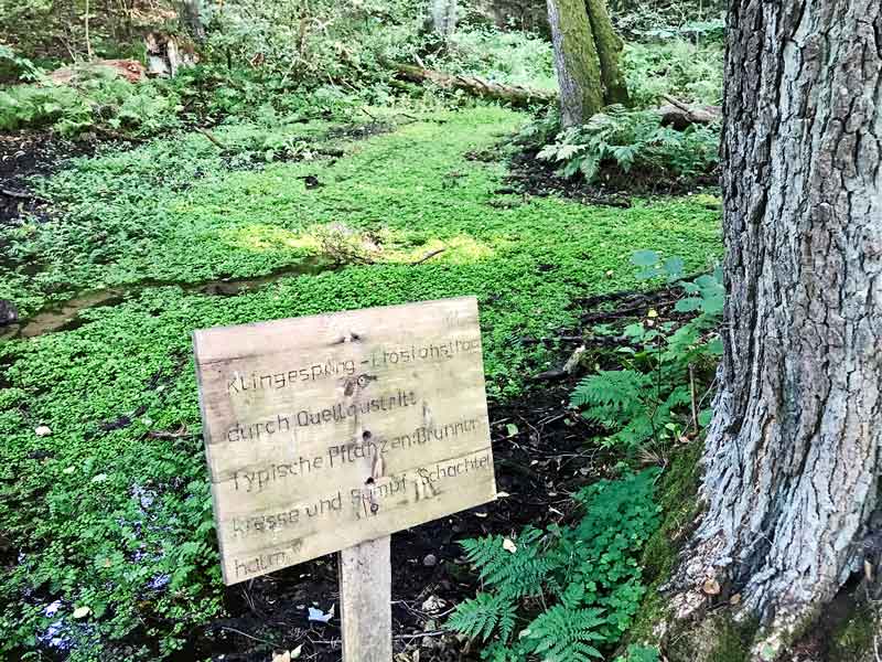 Mit Brunnenkresse bewachsener Quellbereich Klingespring im Wald am Tornower See bei Tornow und Teupitz in Brandenburg, südlich von Berlin