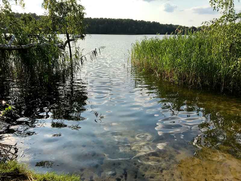 Blick über das Schilf und ins Wasser hängende Birken am Ufer des Tornower Sees bei Tornow und Teupitz in Brandenburg, südlich von Berlin