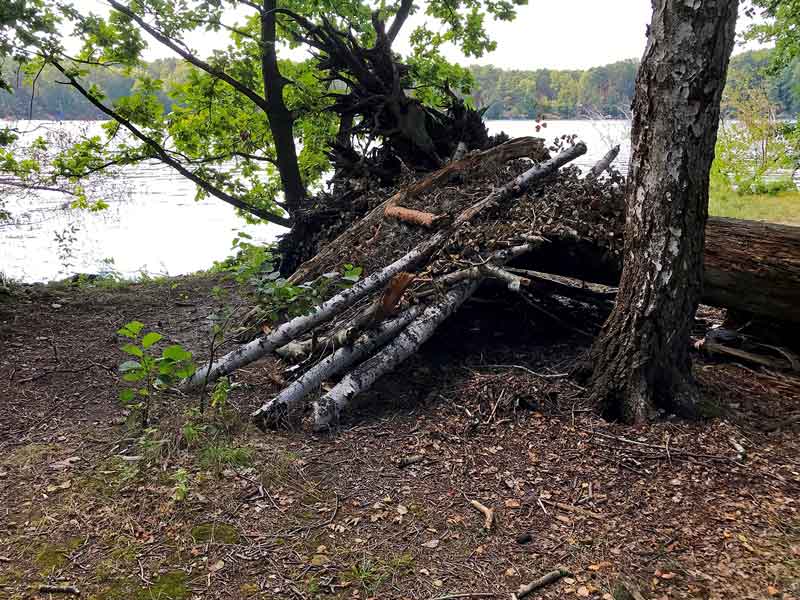Am Ufer des Schmöldesees in Brandenburg südlich von Berlin ist ein Wetterschutz aus Birkenstämmen und Zweigen errichtet