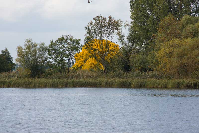 Zwischen den herbstlich gefärbten Bäumen am Ufer der Havel in Brandeburg sticht ein besonders grell gelb leuchtender Baum heraus