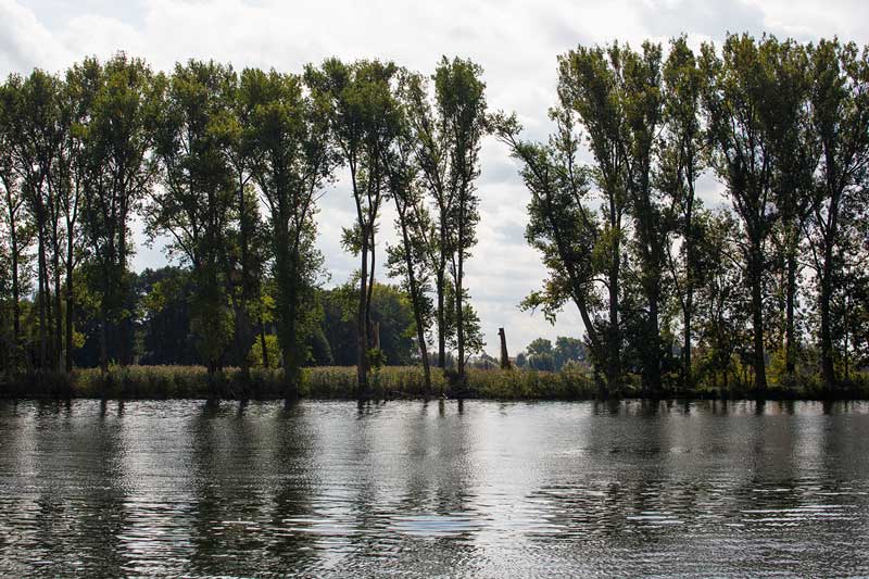 Alleeartig bestandenes Flussufer an der Havel in Brandenburg