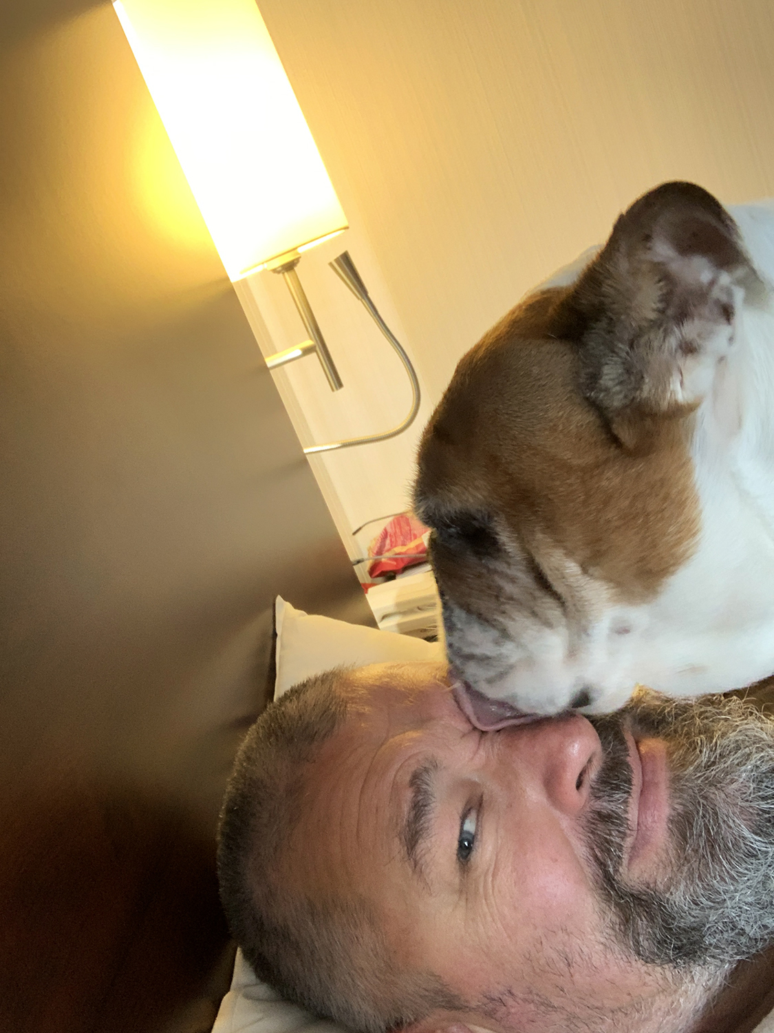 Englische Bulldogge schleckt Herrchen übers Gesicht