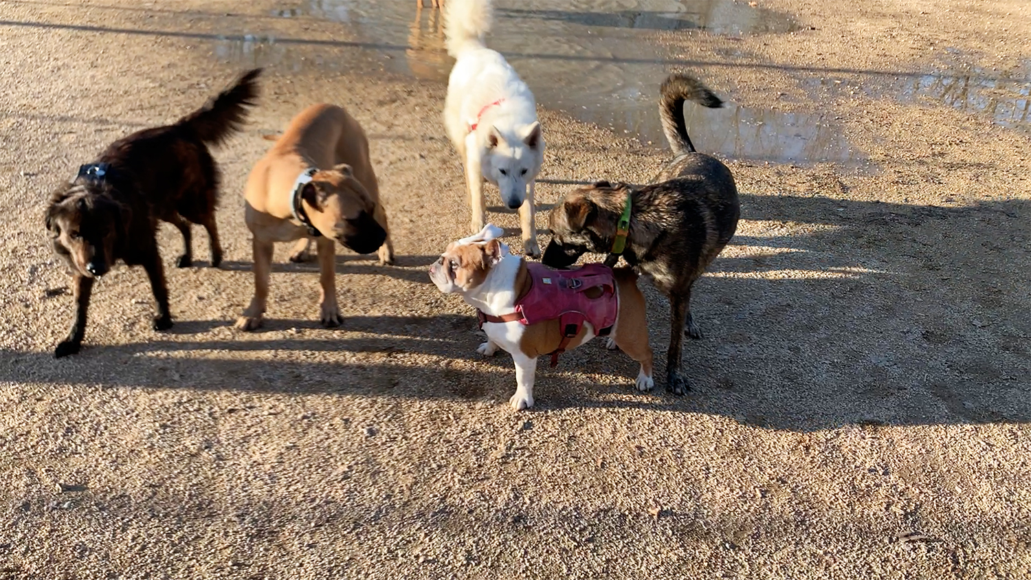 Mehrere Hunde beschnüffeln die englische Bulldogge